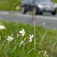 Pheasants Eye Dafodil